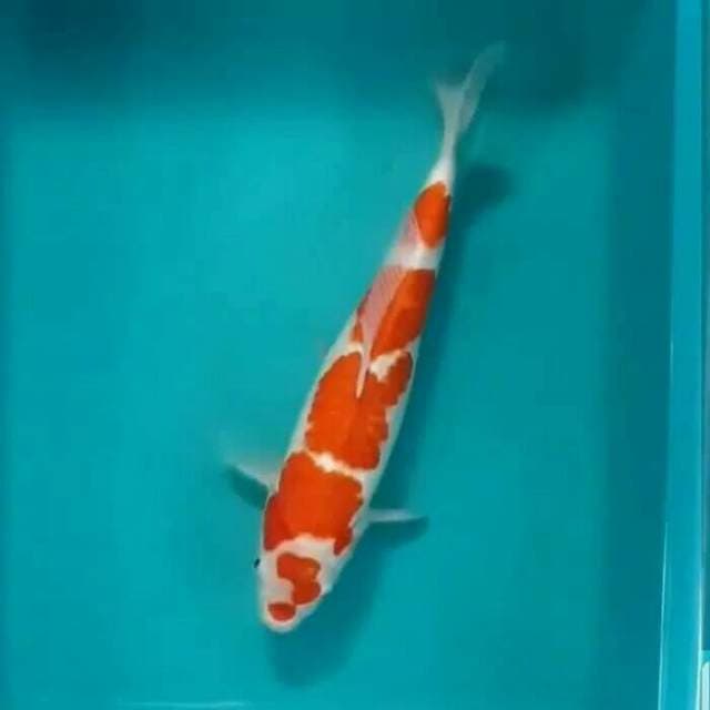 Maruten kohaku 40cm, joss