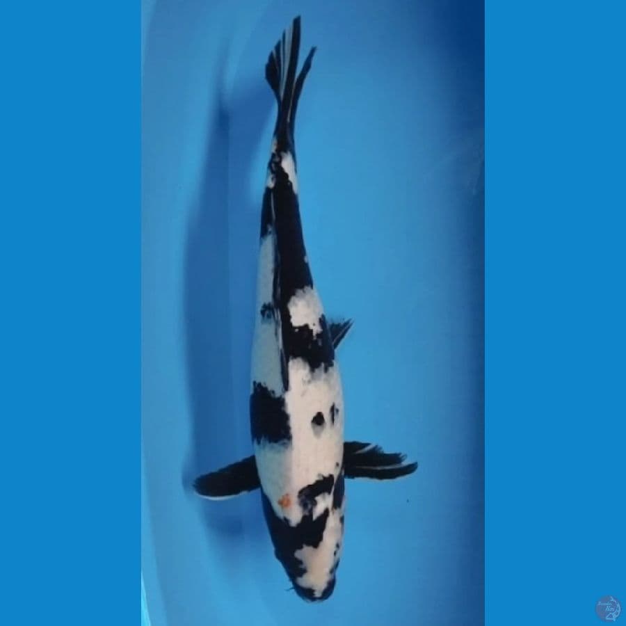 SHIRO FEMALE 49 CM