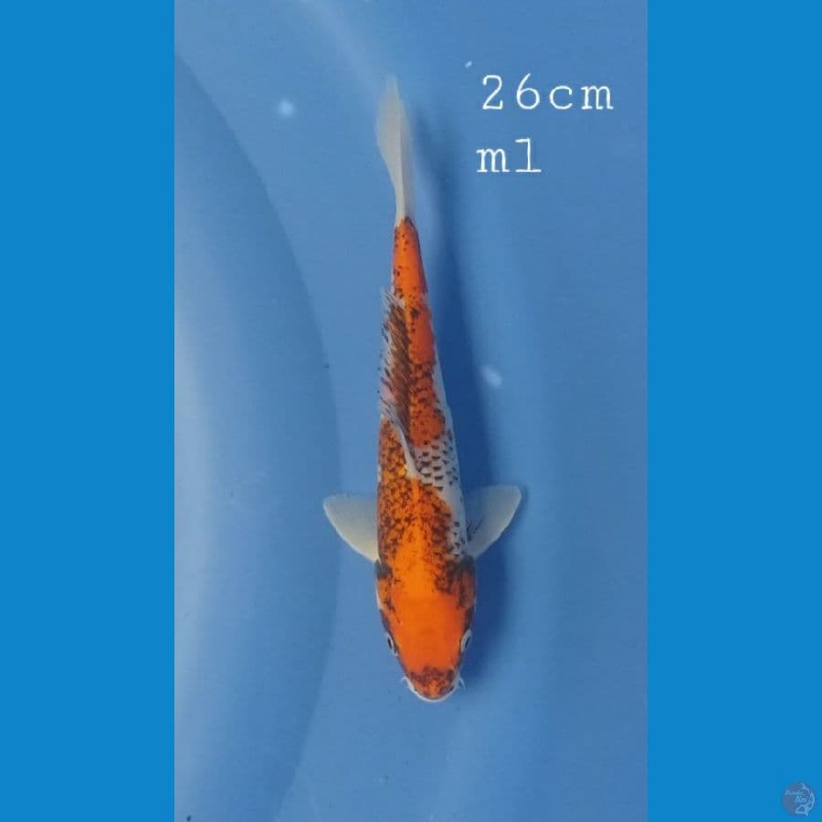 Benimatsukawabake 26cm/ml
