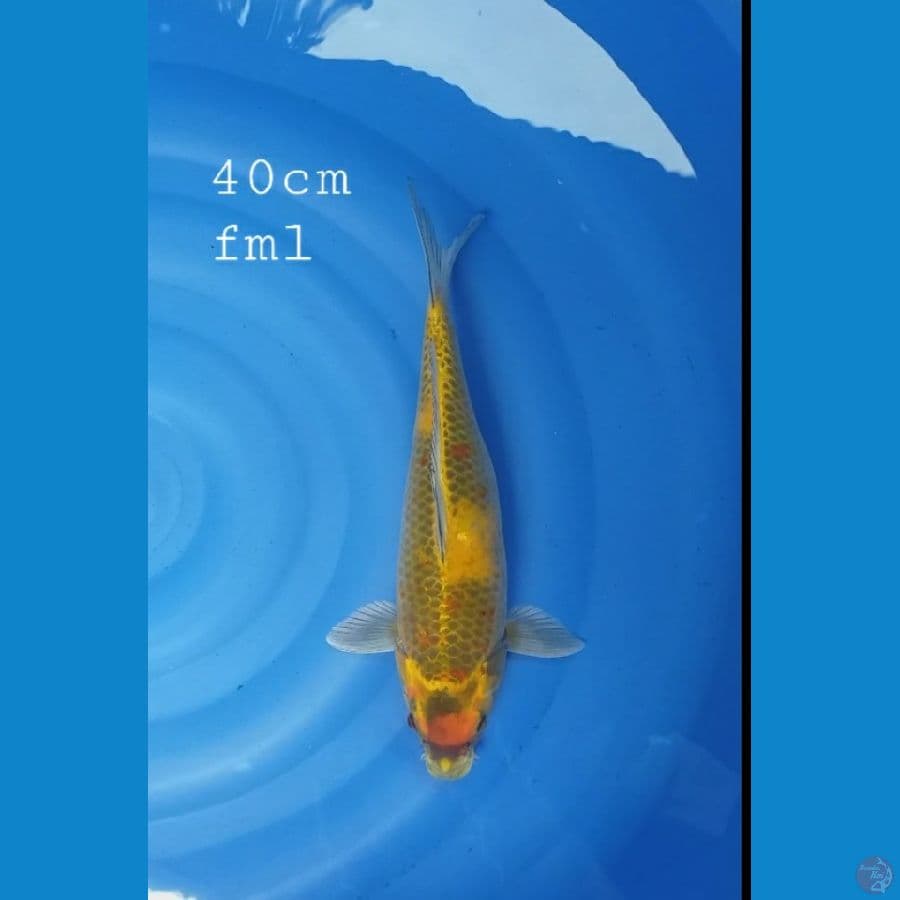 kawarimono 40cm/fml