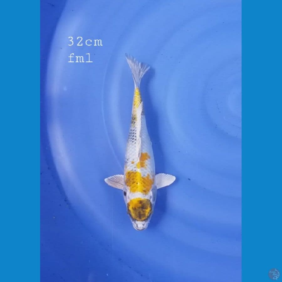 Kin showa 32cm/fml