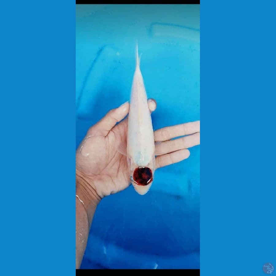 mini Tc budogoromo _ 22 cm