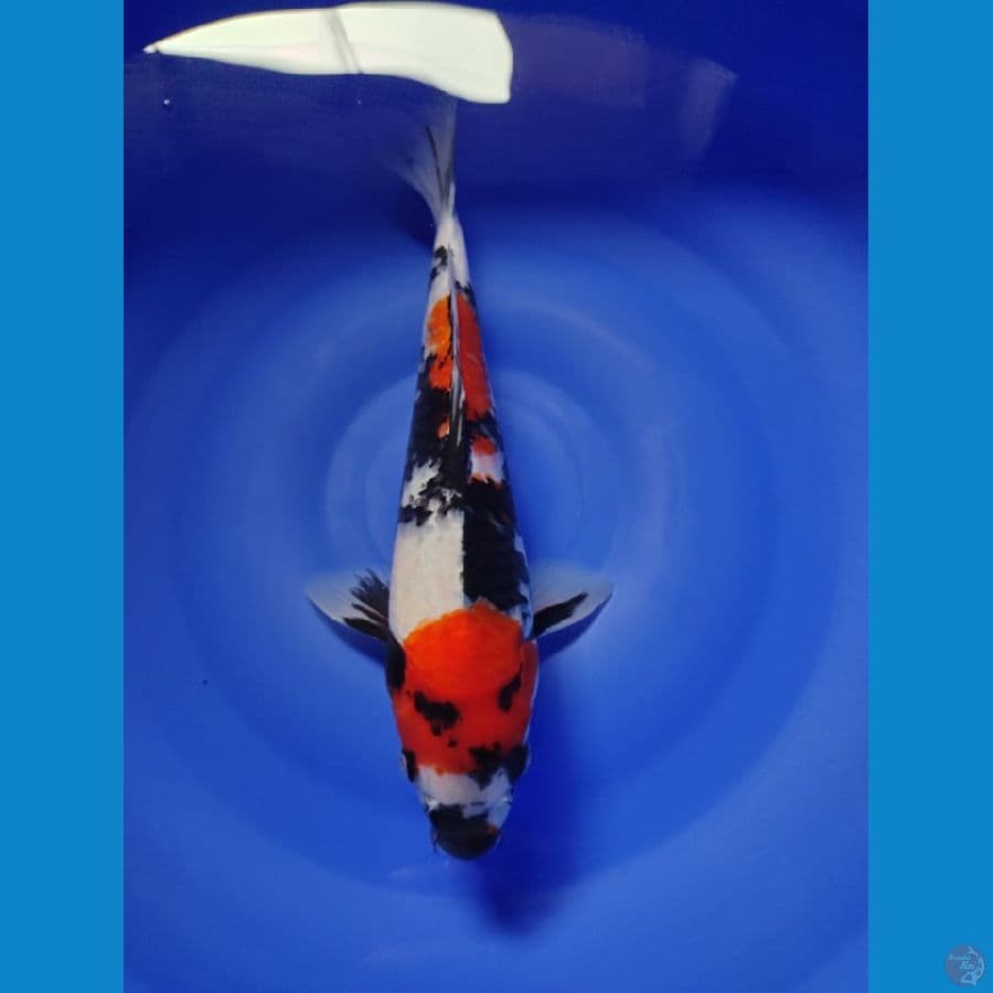 showa male 32cm