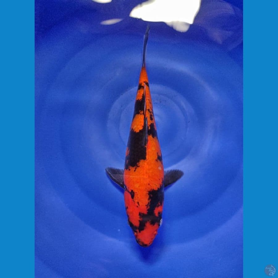 utsuri 27cm