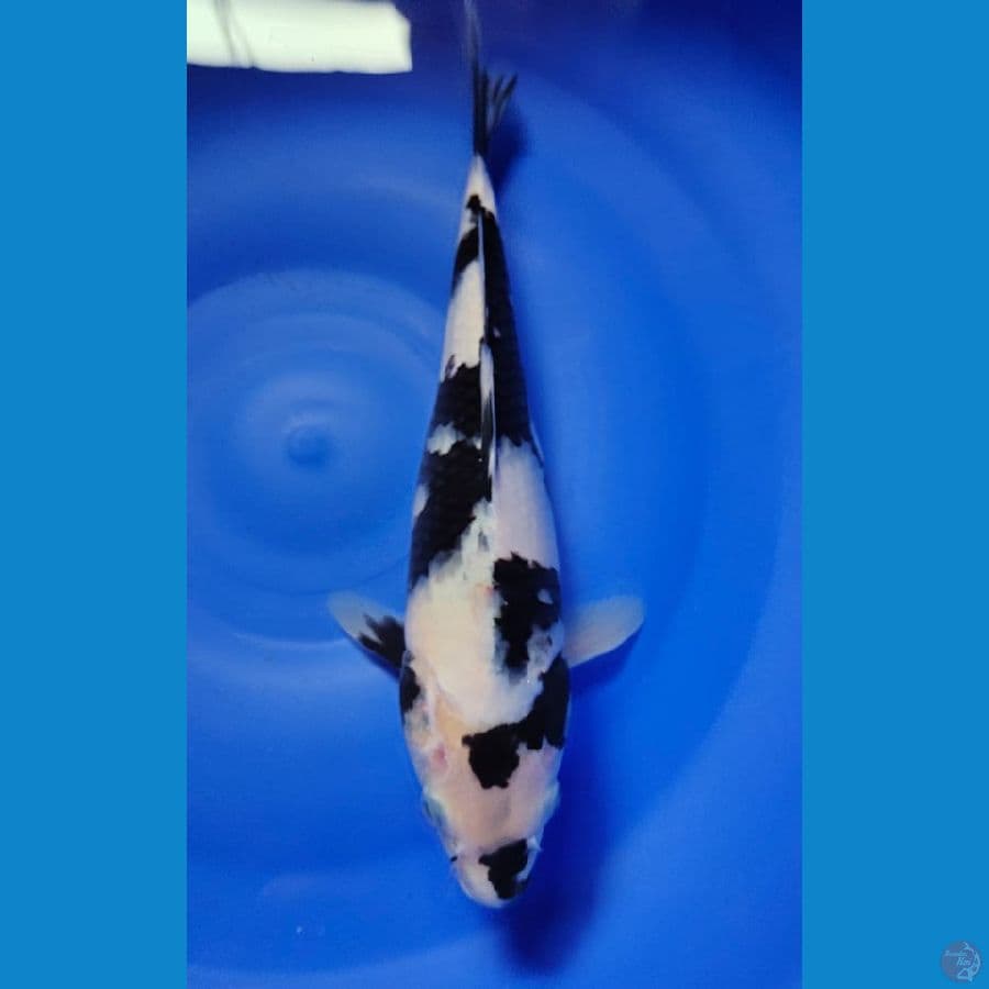 shiro 28cm