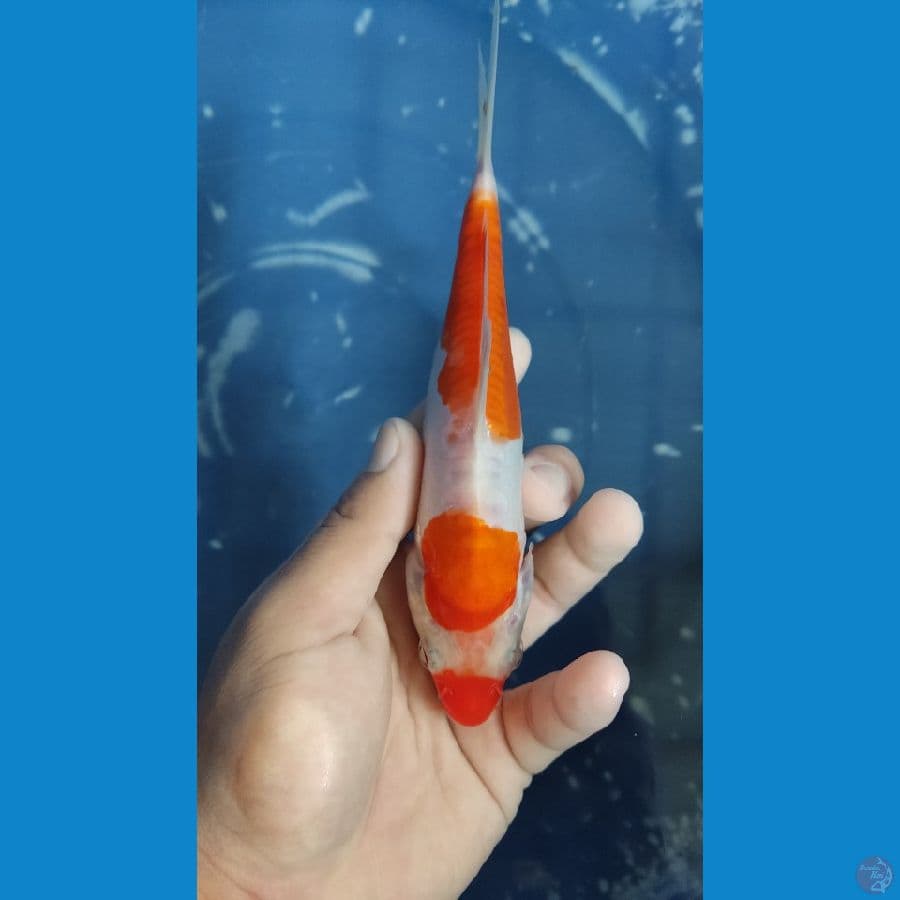 Kohaku 