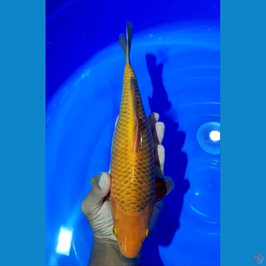 CARAMEL 33CM