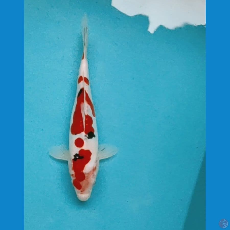 DOITSU SANKE HALUS 24CM