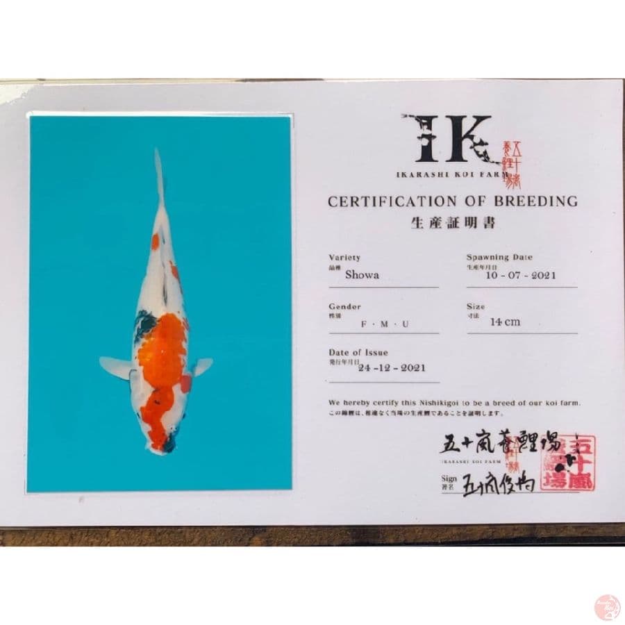 ikarashi showa 38cm