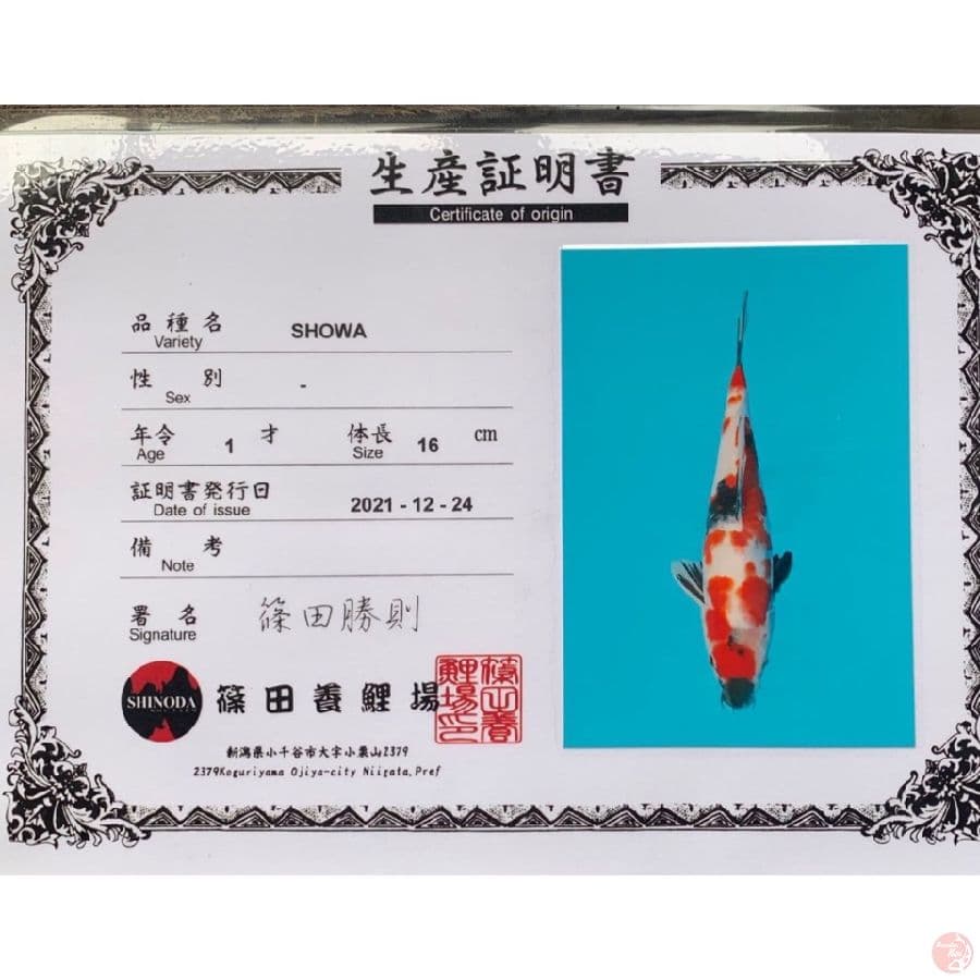 shinoda showa 31cm