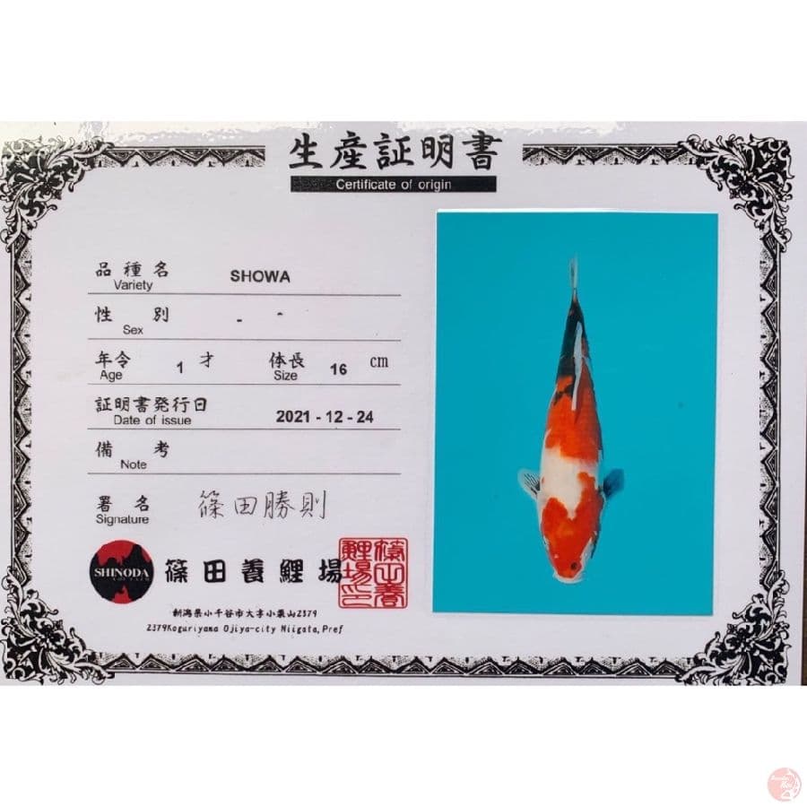 shinoda showa 30cm