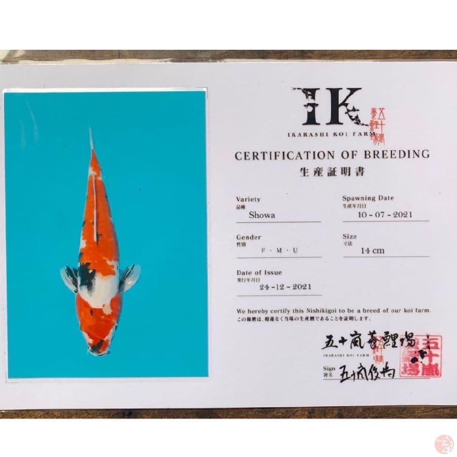 ikarashi showa 30cm