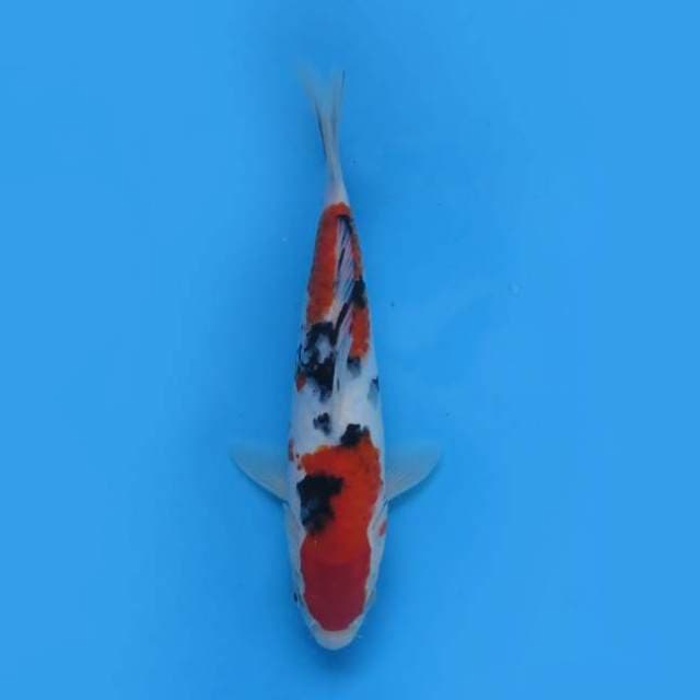 Sanke doitsu 24 cm