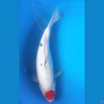 tancho showa bulky fimale 41cm 