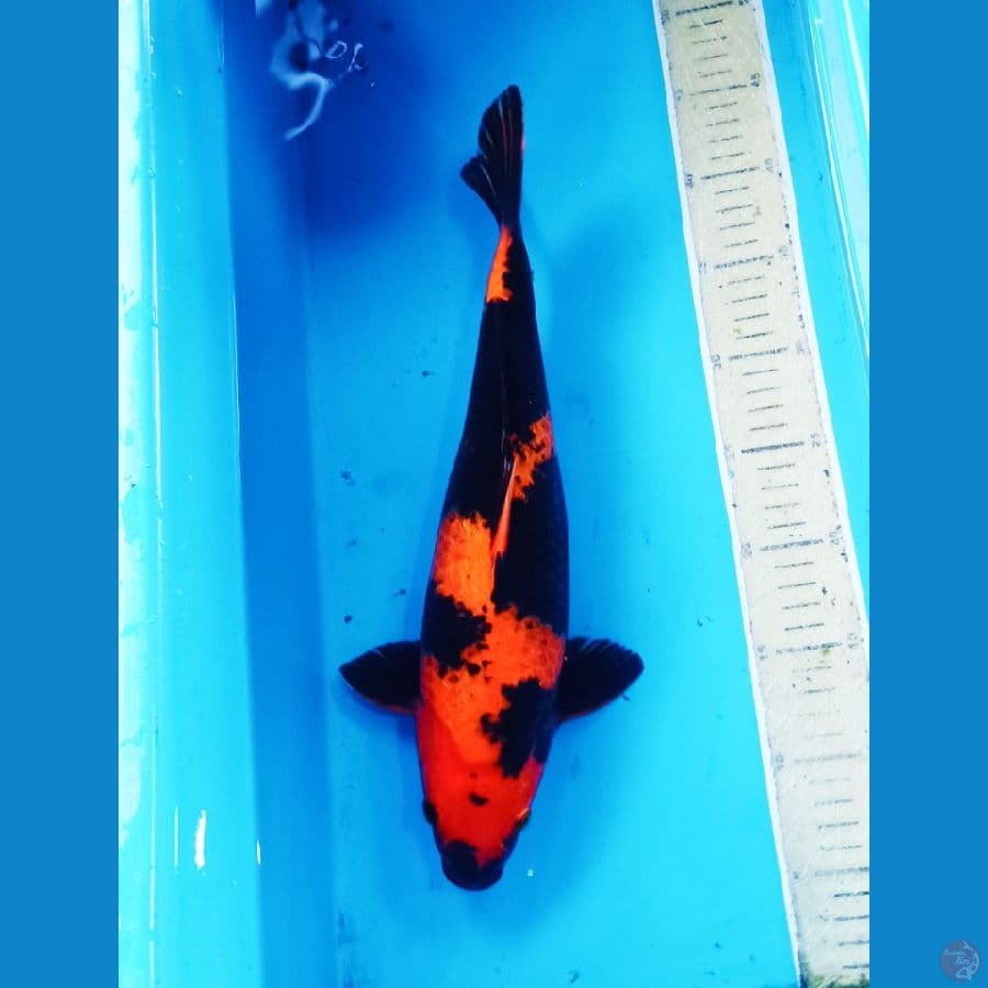 hiutsuri ginrin jozz 39cm