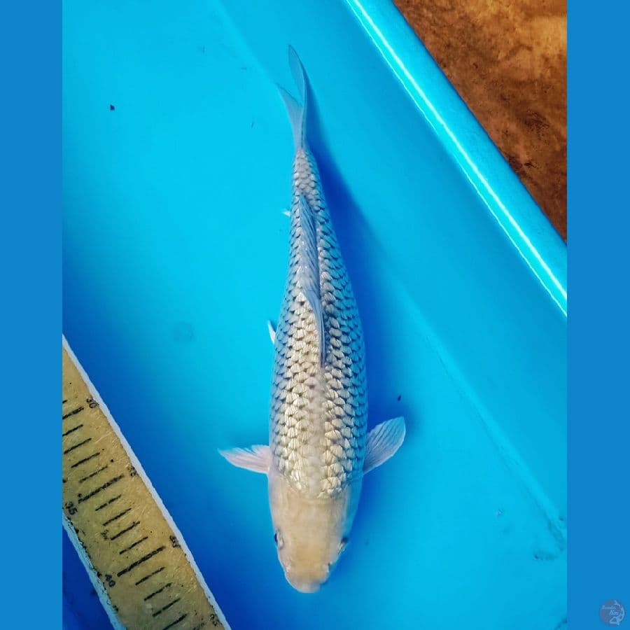 ginrin soragoii sq 35cm