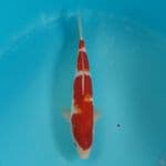 Kohaku Red 3step 29cm