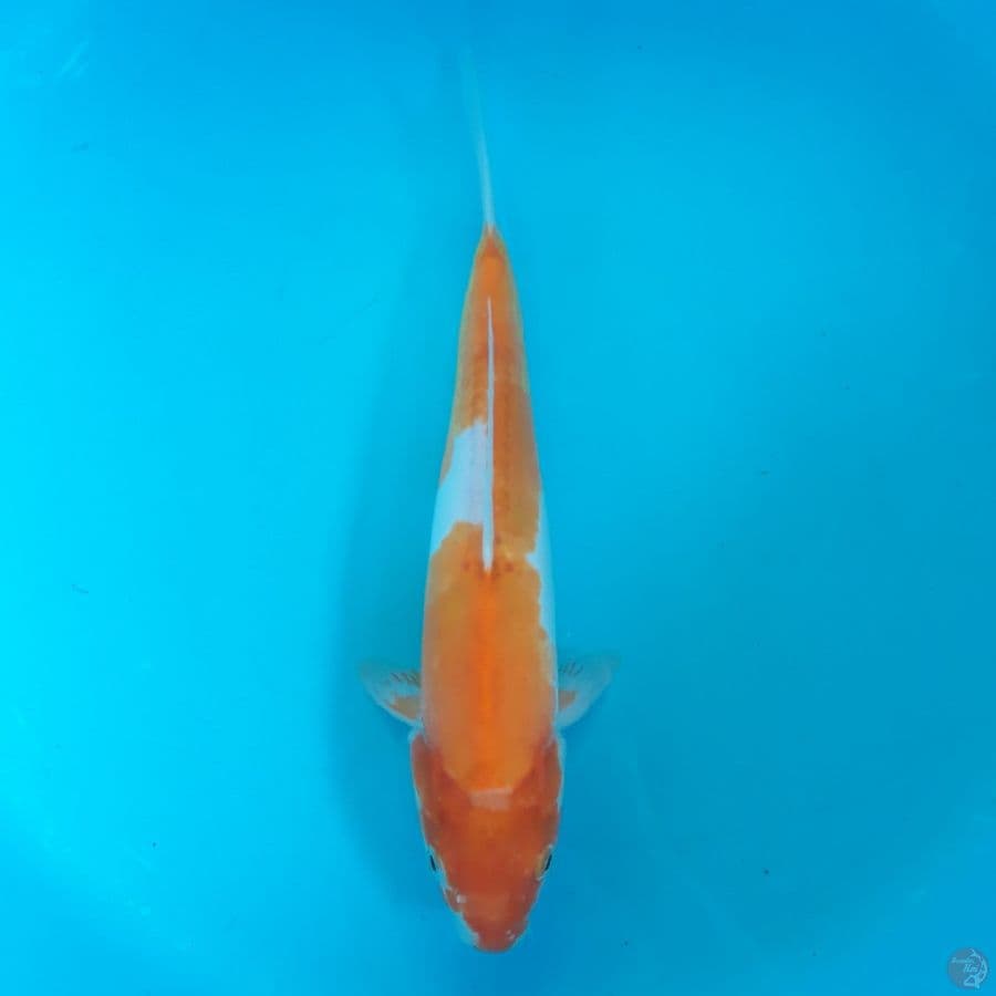 Doitsu Kohaku 29cm