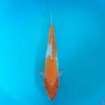 Doitsu Kohaku 29cm