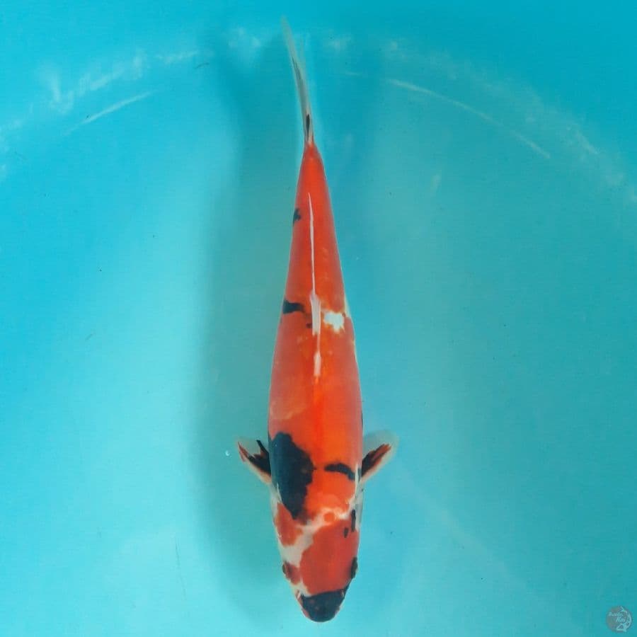 Doitsu Showa 29cm