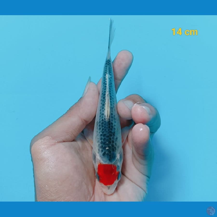 Tancho Gosiki 14 cm 