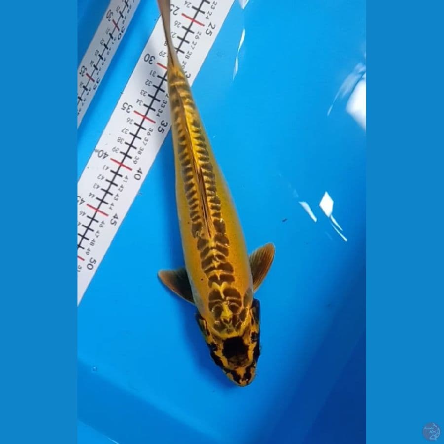 yellow antikan