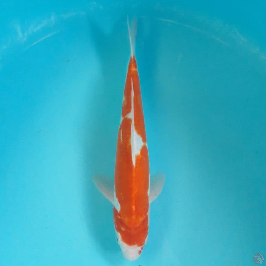 Doitsu Kohaku 29cm