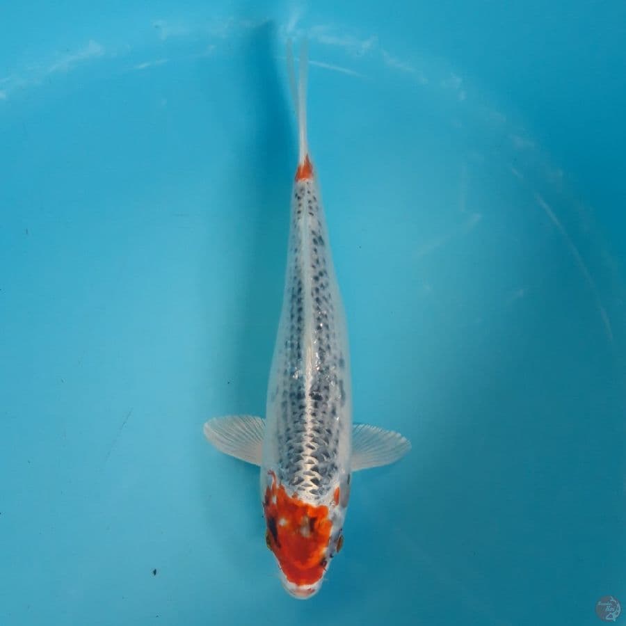 Tancho Kujaku 30cm