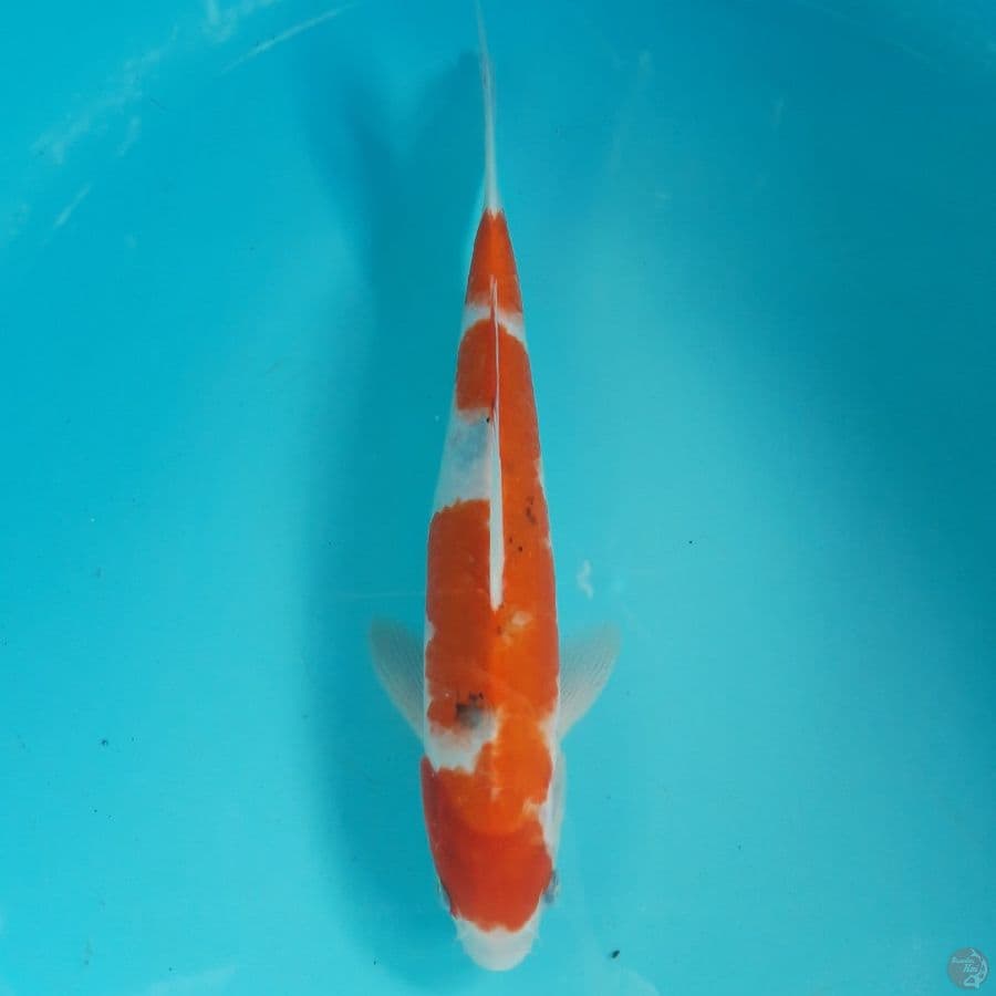 Sanke 30cm