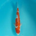 Sanke 30cm