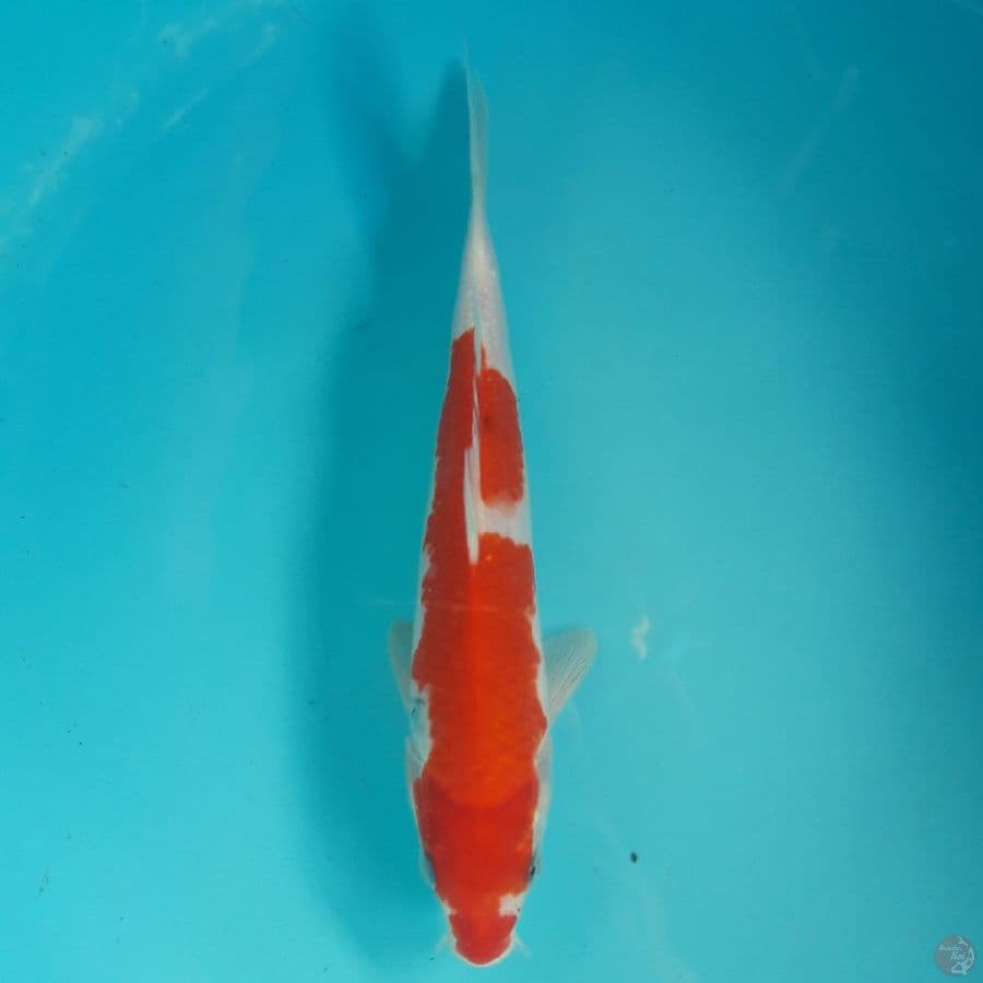 Sanke 27cm