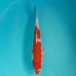 Sanke 27cm