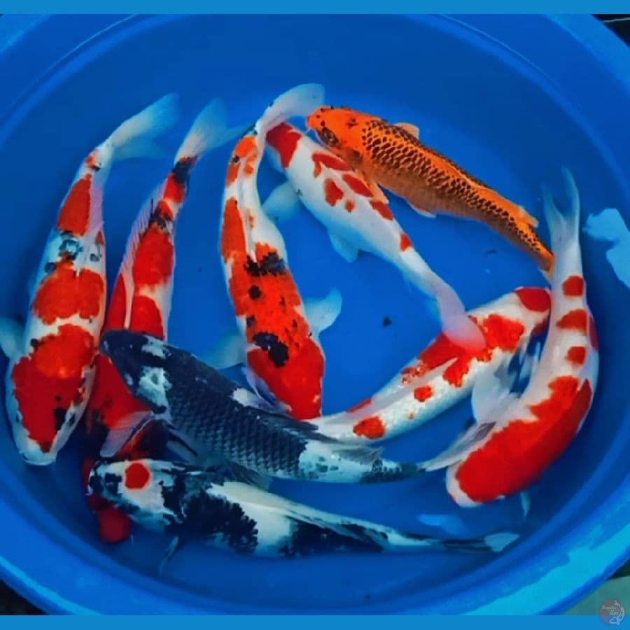 9ekor mix bakalan induk 40bu-45up