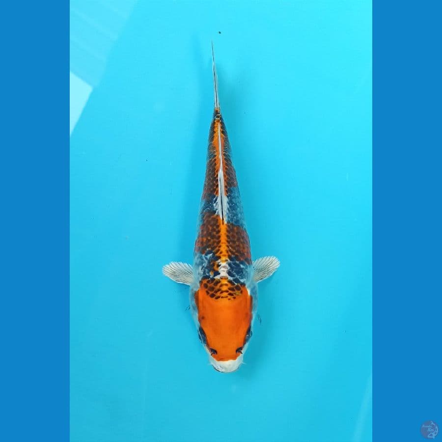 kujaku 20cm