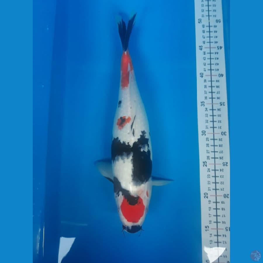 showa F 34