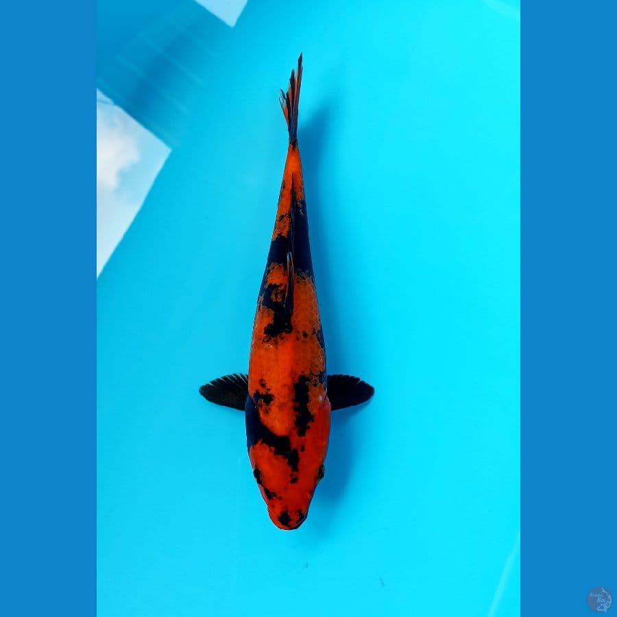 hi utsuri 26cm