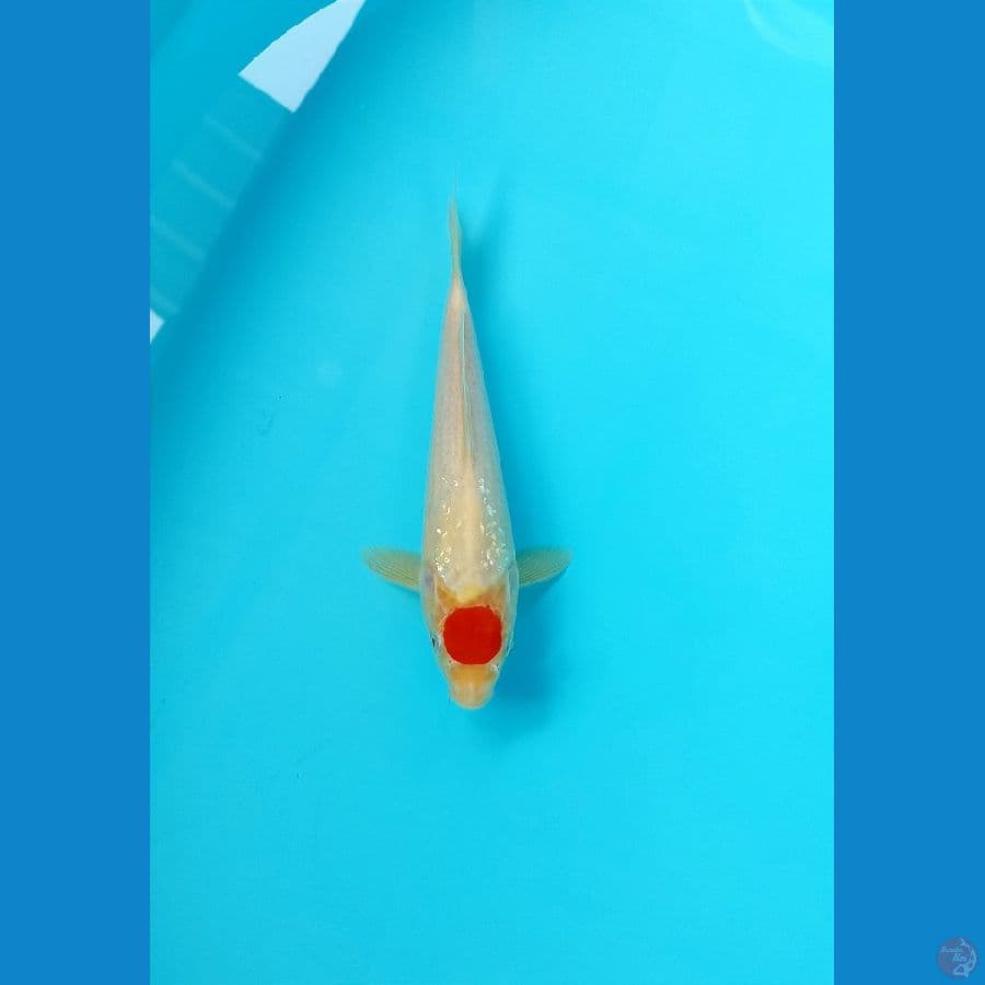 tancho 25cm