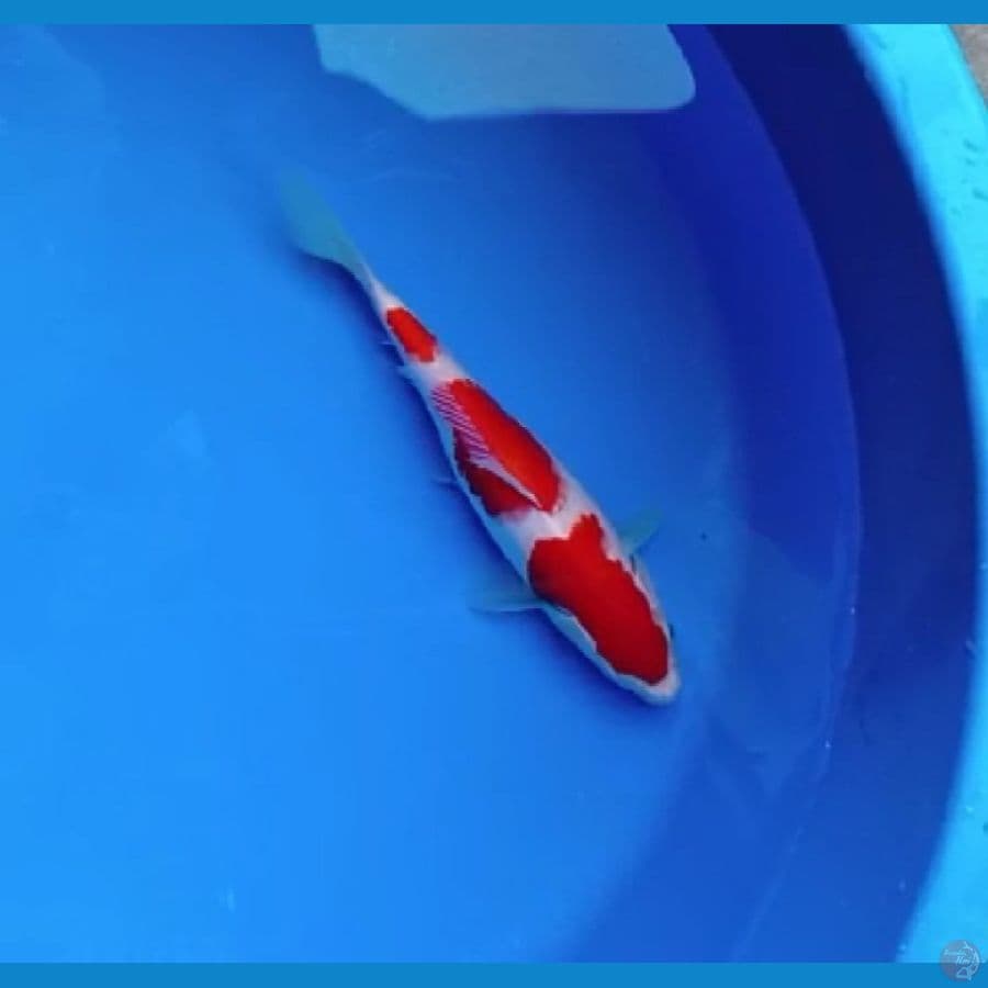 kohaku