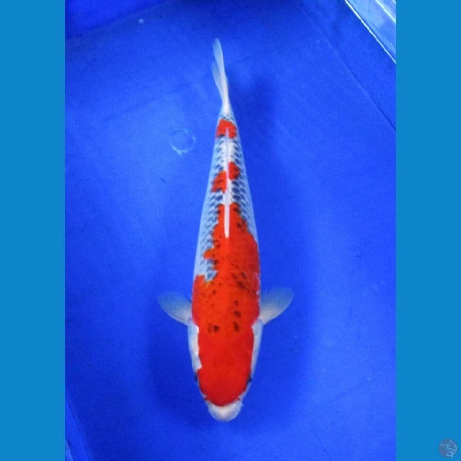 red goshiki ±36cm jantan