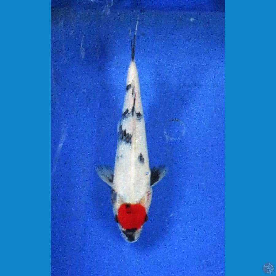tancho showa ±25cm