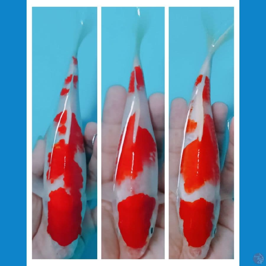 KOHAKU 18 / 23 cm