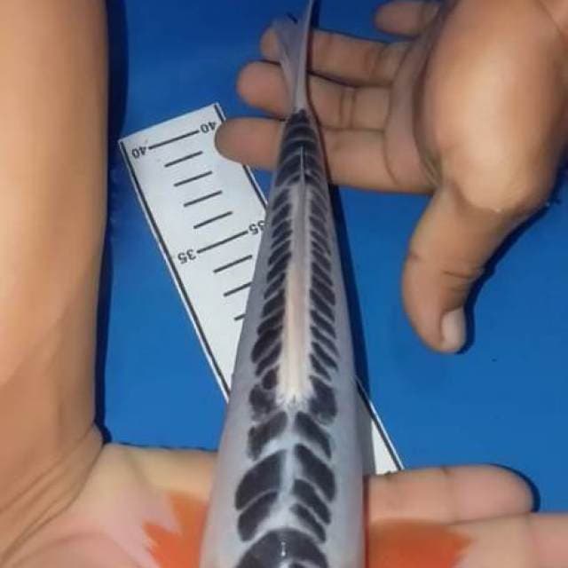 Shuzui 25cm