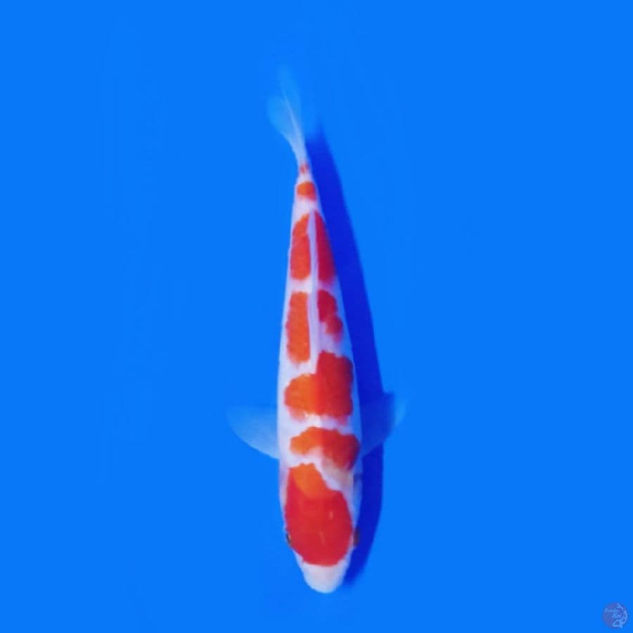 20cm