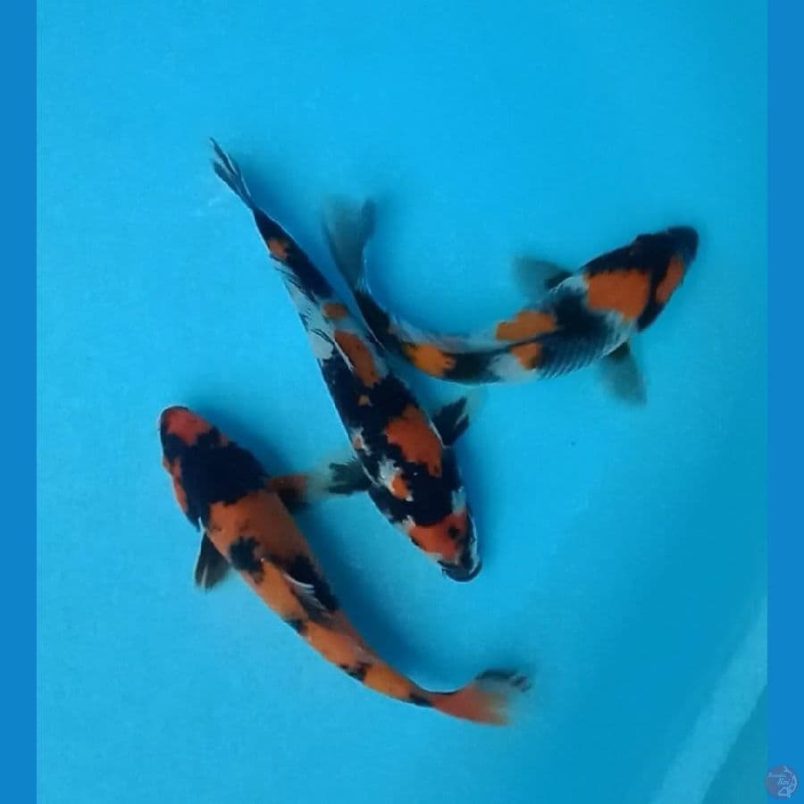 Mix