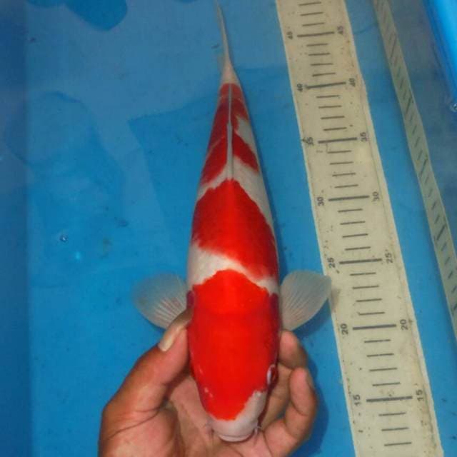 KOHAKU BAGUS