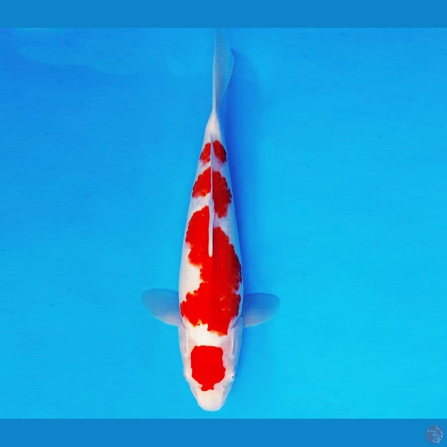 ASAKUSA 7 - MARUTEN KOHAKU 34 cm/fm ®