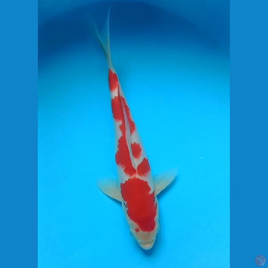 Kohaku