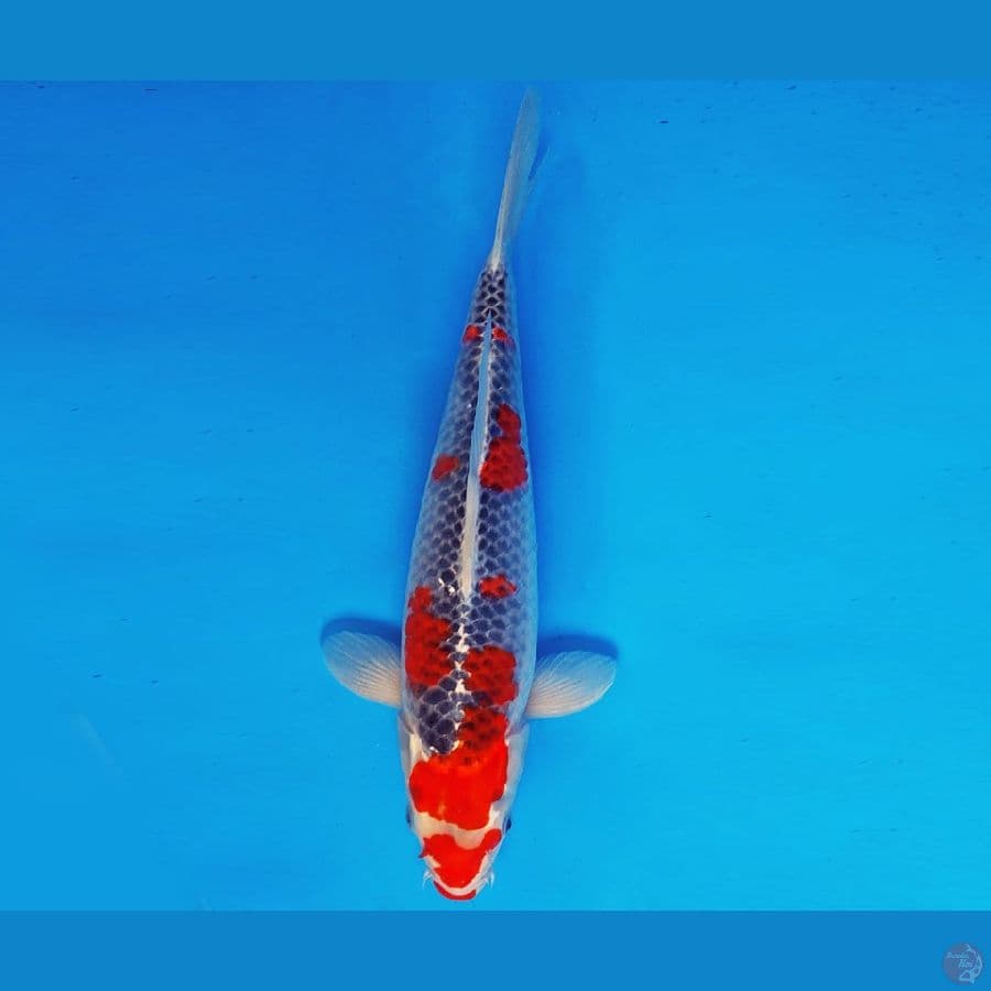 YORI 1 - GOSHIKI 35 cm/fm ®