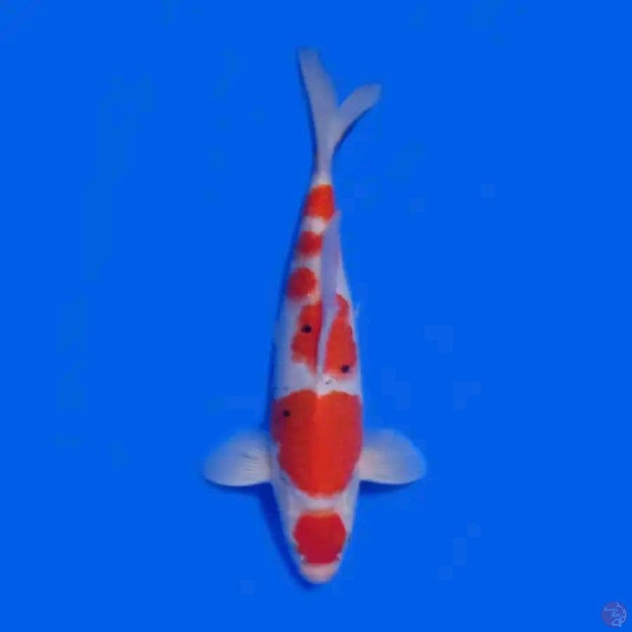 Kohaku 27cm