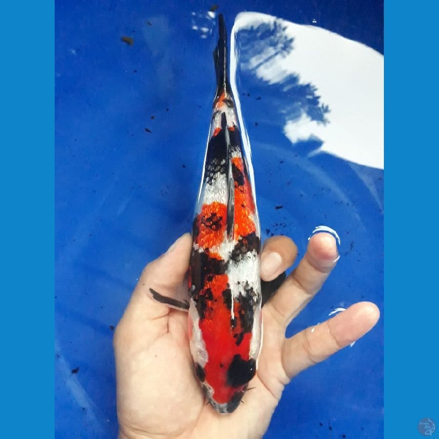 Kinginrin A - Showa Ginrin 22cm ORI